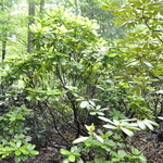 Rhododendron Branchycarpum — photo 2