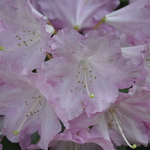 Rhododendron Bravo — photo 1