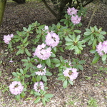 Rhododendron Bravo — photo 2