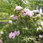 Rhododendron Bravo — photo 3