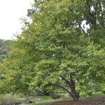 Malus 'Donald Wyman' — photo 3