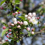 Malus 'Donald Wyman' — photo 4