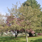 Malus 'Donald Wyman' — photo 5