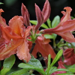 Rhododendron Brickdust — photo 1