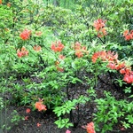 Rhododendron Brickdust — photo 2