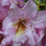 Rhododendron Brown Eyes — photo 1