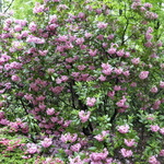 Rhododendron Brown Eyes — photo 2