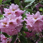 Rhododendron Brown Eyes — photo 3