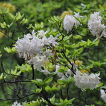 Rhododendron Byron — photo 1
