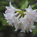 Rhododendron Byron — photo 2