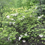 Rhododendron Byron — photo 3