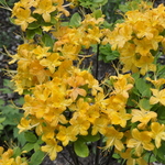 Azalea Calendulaceum — photo 3