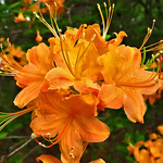 Azalea Calendulaceum — photo 1