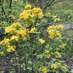 Azalea Calendulaceum — photo 2