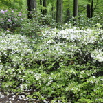 Azalea Cascade — photo 1