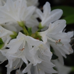 Azalea Cascade — photo 2