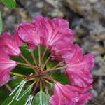 Rhododendron Cherry Red — photo 2