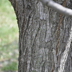 Acer saccharum 'Legacy' — photo 6