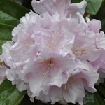 Rhododendron Chesterland — photo 1