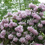Rhododendron Chesterland — photo 3