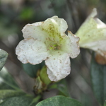 Rhododendron Color Buster — photo 1