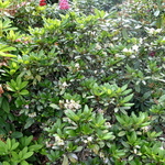 Rhododendron Color Buster — photo 2