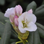 Rhododendron County Of York — photo 1