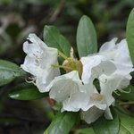 Rhododendron County Of York — photo 2