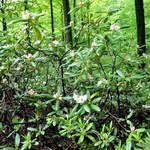 Rhododendron County Of York — photo 3