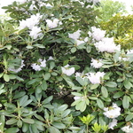 Rhododendron Cyprus — photo 3