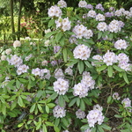 Rhododendron Dandylicious — photo 2