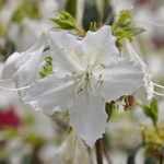 Azalea Desiree — photo 1