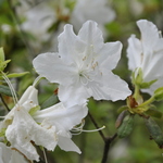 Azalea Desiree — photo 2
