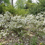 Azalea Desiree — photo 3