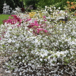 Azalea Desiree — photo 4