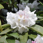 Rhododendron Dolly Madison — photo 1