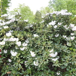 Rhododendron Dolly Madison — photo 2