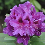 Rhododendron Dorothy Amateis — photo 2