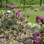 Rhododendron Dorothy Amateis — photo 3