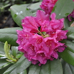 Rhododendron Dr H. C. Dresselhuys — photo 2