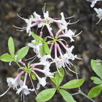 Rhododendron Eastmanii — photo 1