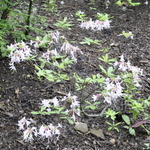 Rhododendron Eastmanii — photo 2