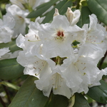 Rhododendron Edmond Amateis — photo 1