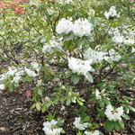 Rhododendron Edmond Amateis — photo 2
