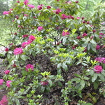 Rhododendron Edward Rand — photo 2