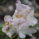 Rhododendron Elie — photo 1