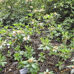 Rhododendron Elie — photo 2