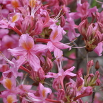 Rhododendron Fanny — photo 1