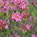 Rhododendron Fanny — photo 2