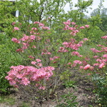 Rhododendron Fanny — photo 3
